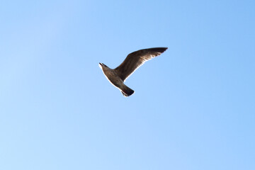 Single Seagull flying on blue sky background. Beautiful seabird with sunshine and clear sky in spring season in UK.