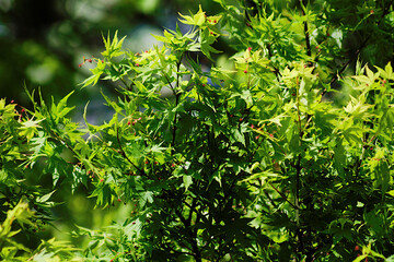 green leaves in the forest