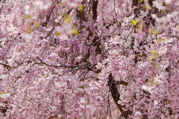 高見の郷のしだれ桜　奈良県　