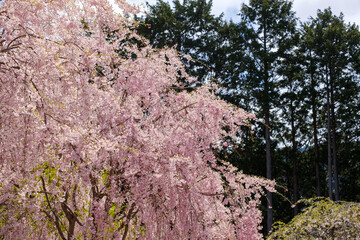 高見の郷のしだれ桜　奈良県　