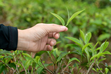 Fototapeta na wymiar Women Hand finger picking up tea leaves at a tea plantation.