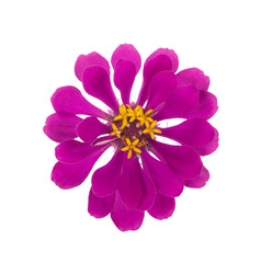 Zinnia flower isolated on white background