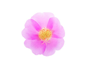  Pusley flower isolated on white