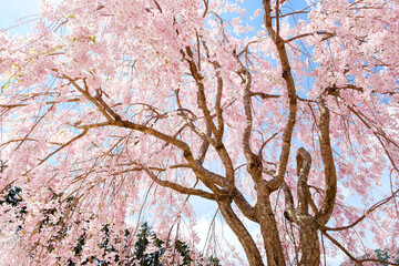 高見の郷のしだれ桜　奈良県　