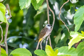 Yellow-vented bulbul (Pycnonotus goiavier) or eastern yellow-vented bulbul is resident breeder in southeast Asia.