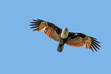 Brahminy Kite showing wing spread on sky background.