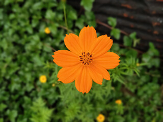 Yellow daisy flower in the garden