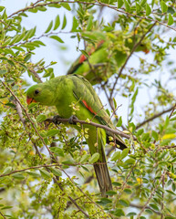Red winged parrots feeding on seeds in outback Queensland, Australia.