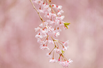 高見の郷のしだれ桜　奈良県　