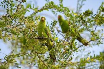 Red winged parrots feeding on seeds in outback Queensland, Australia.
