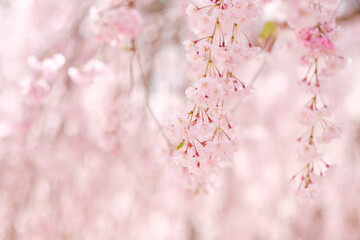 Naklejka premium 高見の郷のしだれ桜 奈良県 