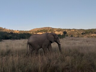 Obraz na płótnie Canvas African Elephant 