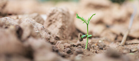 The sapling of a tree grows from seed in natural soil.