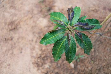 Young leaves of trees in spring, Top view, Close up.