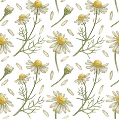 Seamless pattern with flower chamomile. Pencil drawing and watercolor illustration. The print is used for Wallpaper design, fabric, textile, packaging.