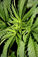 Marihuana leaves close up cannabis indica family cannabaceae modern background high quality print super lemon haze botanical