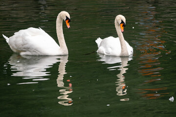 Two graceful white swans swim in the dark water.