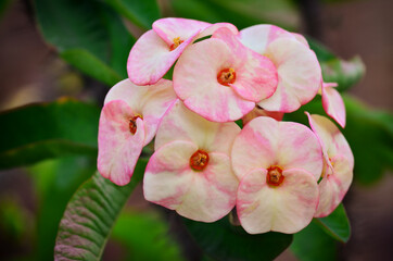 Poi Sian flowers