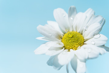 Fotografía macro de una flor de crisantemos blanco.