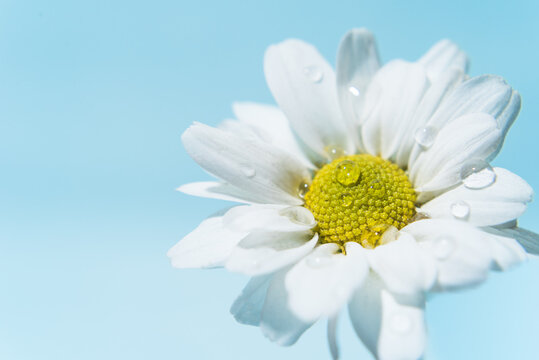 Fotograf&iacute;a macro de una flor de crisantemos blanco.