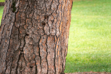 Bark of pine tree. Natural coniferous bark background