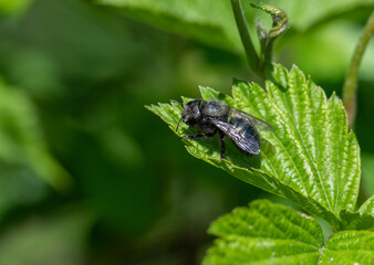 Orchard Mason Bee (Osmia lignaria) on a Salmonberry leaf (Rubus spectibilis)