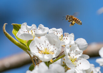 Honeybee hovering over pear blossoms (Apis mellifera)