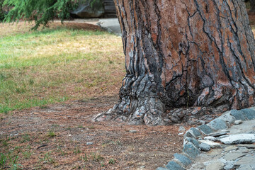 The base of the trunk of an old pine tree in Park.