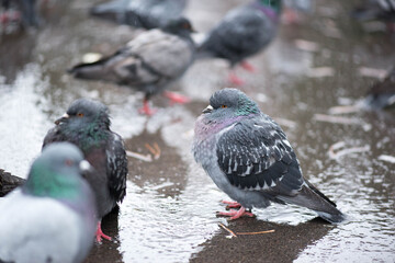 many different pigeons get wet in the rain