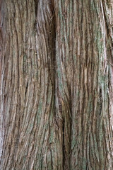 Obraz premium Juniper tree Bark Texture. Natural coniferous bark background