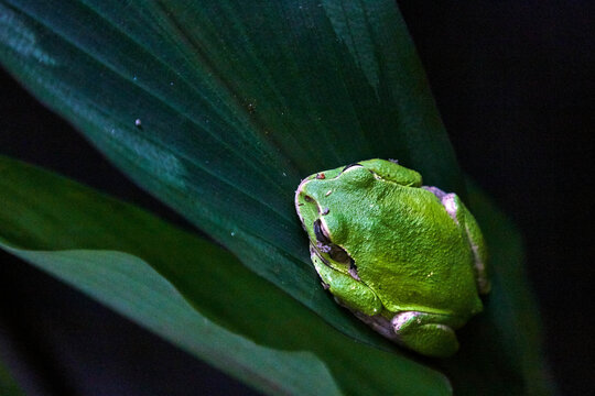 Rana Arborícola (Hylidae).