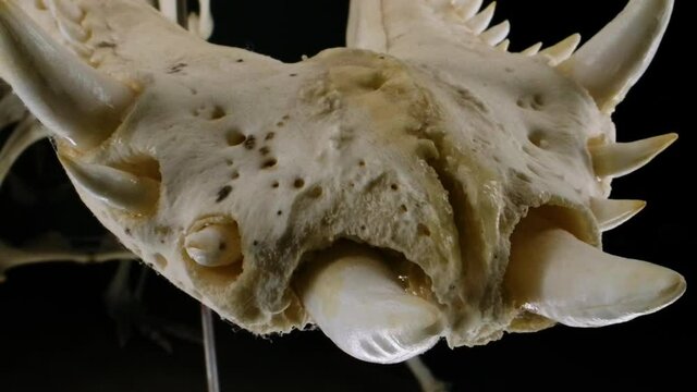 Macro of alligator skull teeth close up