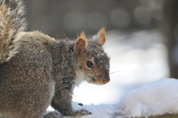 Close up of grey squirrel with snow on face