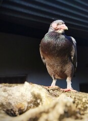 The dove perched  on a wall during  the wall
