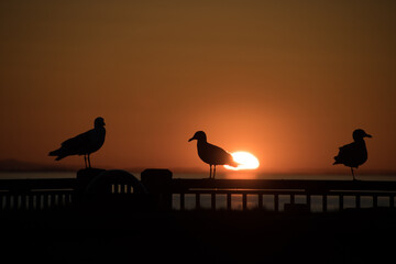 Fototapeta na wymiar Seagull silhouettes created by glowing sunset at Jorgensen Pier