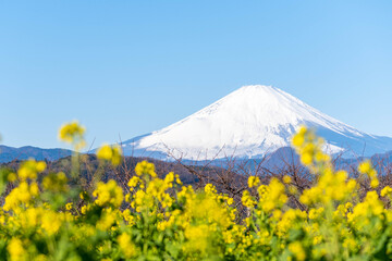 Fototapeta premium 富士山と菜の花