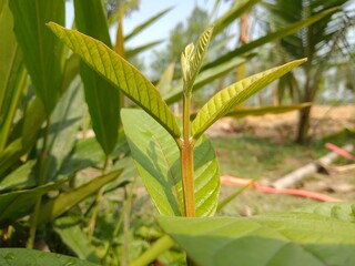 Guava tree green leaves