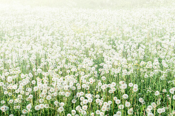Fototapeta premium Big field with white fluffy dandelions and fresh green grass. Summer spring natural landscape.