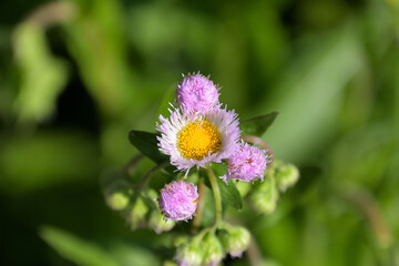 Obraz premium 花びらが刺繍糸のようなハルジオンの花