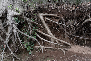 roots of a tree