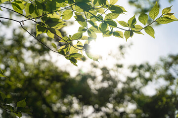 leaves and sun