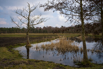 Fototapeta na wymiar Ein kleiner See in dem sich Bäume spiegeln