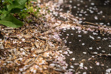 leaf on the ground