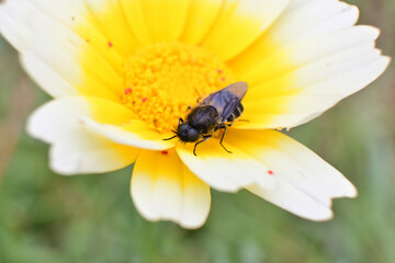 Macro shot of a bee on a yellow daisy.