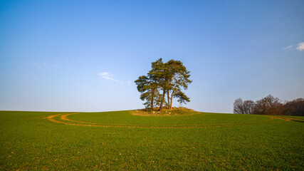 Fototapeta na wymiar Ein freies Feld mit Bäumen vor blauem Himmel