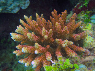 coral reef in the sea