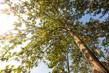 Fototapeta premium Teak tree in the forest. 