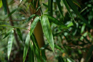 Close up of a bamboo leaf in the jungle