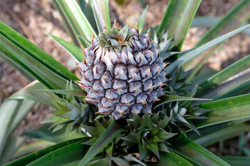 Close up of a young pineapple. The pineapple (Ananas comosus) is a tropical plant with an edible fruit and the most economically significant plant in the family Bromeliaceae