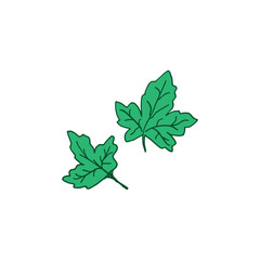 two green leaves on white background. seasonal leaf, hand drawn vector. nature background. doodle art for logo, label, cover, poster, banner, clipart, sticker. beautiful plant illustration. 